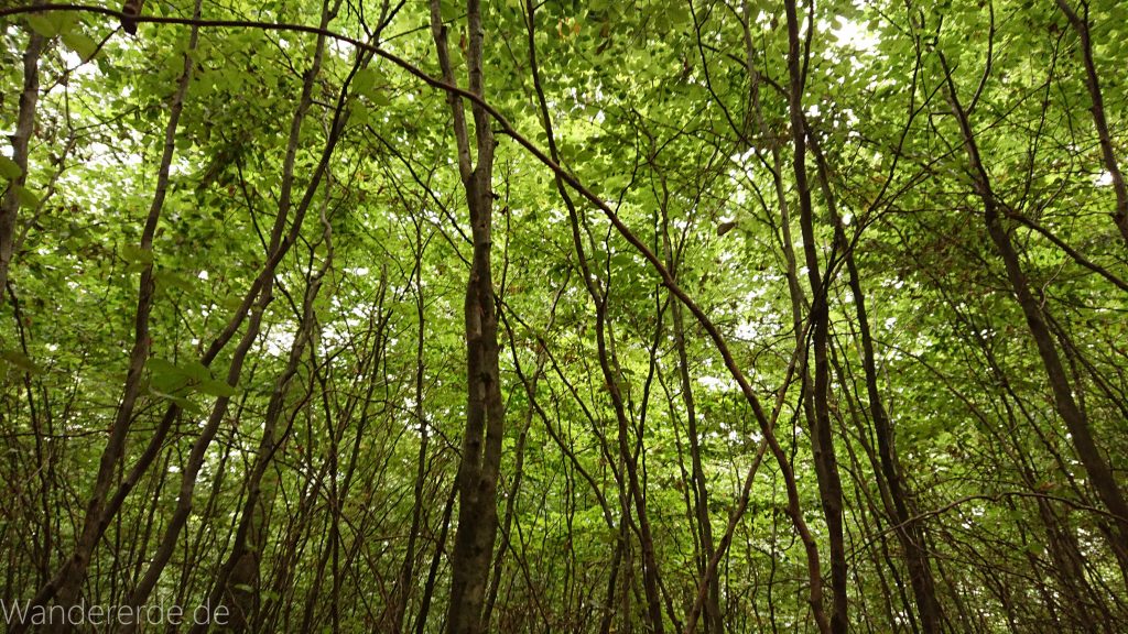 Von Frebershausen zum Quernst, zum Elisabetherplatz und zur Wolfsgrube, Wanderweg im schönen Wald im Nationalpark Kellerwald Edersee über naturbelassene Pfade, schöner Wald