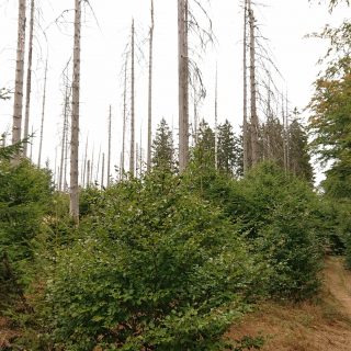 Von Frebershausen zum Quernst, zum Elisabetherplatz und zur Wolfsgrube, Wanderweg im schönen Wald im Nationalpark Kellerwald Edersee über naturbelassene Pfade, schöner Wald