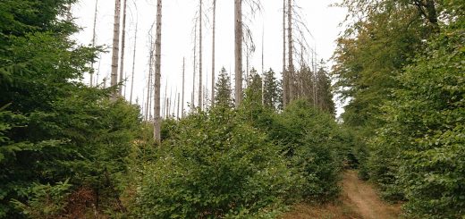 Von Frebershausen zum Quernst, zum Elisabetherplatz und zur Wolfsgrube, Wanderweg im schönen Wald im Nationalpark Kellerwald Edersee über naturbelassene Pfade, schöner Wald