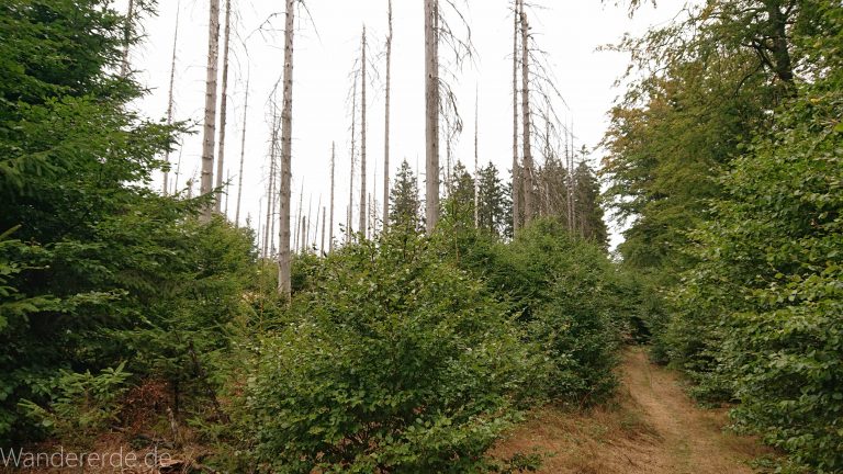 Von Frebershausen zum Quernst, zum Elisabetherplatz und zur Wolfsgrube, Wanderweg im schönen Wald im Nationalpark Kellerwald Edersee über naturbelassene Pfade, schöner Wald