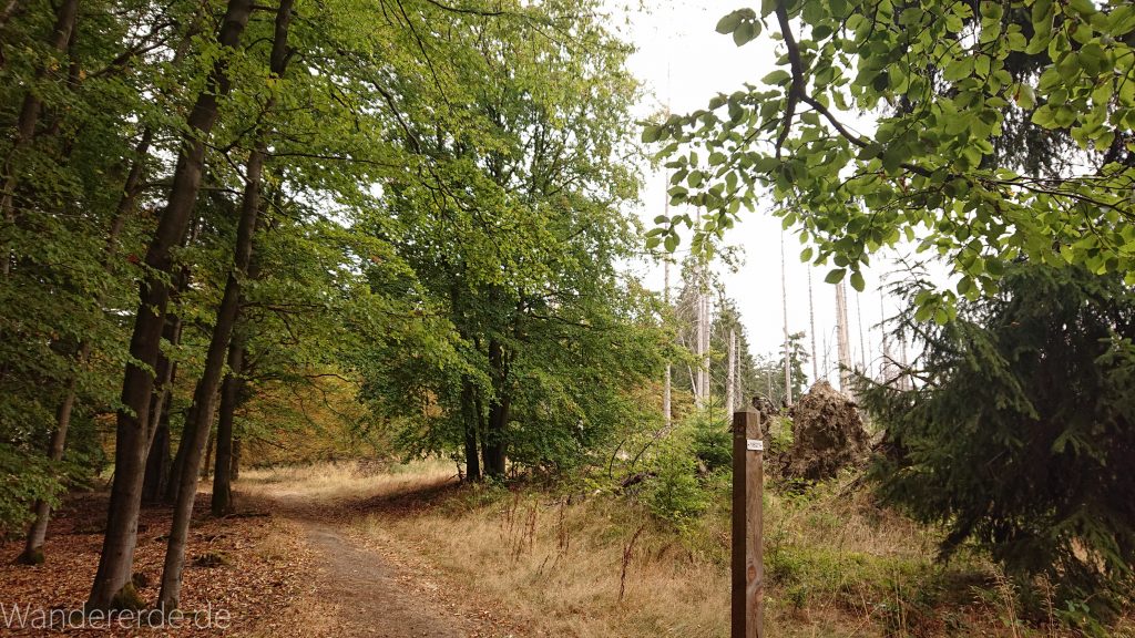 Von Frebershausen zum Quernst, zum Elisabetherplatz und zur Wolfsgrube, Wanderweg im schönen Wald im Nationalpark Kellerwald Edersee über naturbelassene Pfade, schöner Wald