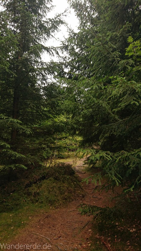 Von Frebershausen zum Quernst, zum Elisabetherplatz und zur Wolfsgrube, Wanderweg im schönen Wald im Nationalpark Kellerwald Edersee über naturbelassene Pfade, schöner Wald