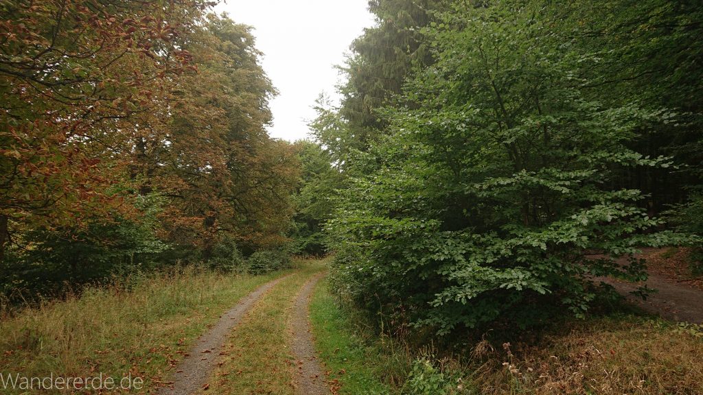 Von Frebershausen zum Quernst, zum Elisabetherplatz und zur Wolfsgrube, Wanderweg im schönen Wald im Nationalpark Kellerwald Edersee über naturbelassene Pfade, schöner Wald