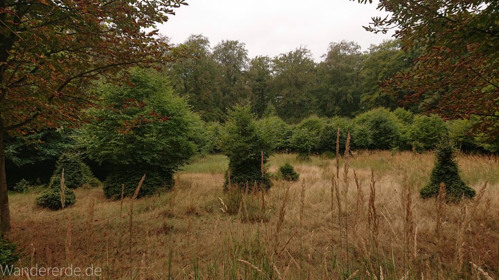 Von Frebershausen zum Quernst, zum Elisabetherplatz und zur Wolfsgrube, Wanderweg im schönen Wald im Nationalpark Kellerwald Edersee über naturbelassene Pfade, schöner Wald