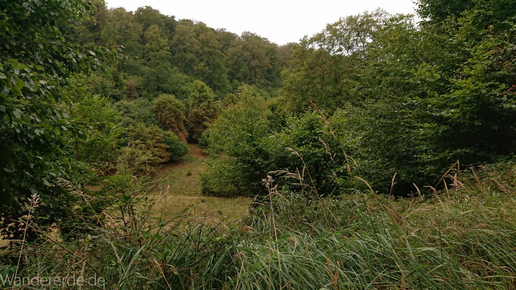 Von Frebershausen zum Quernst, zum Elisabetherplatz und zur Wolfsgrube, Wanderweg im schönen Wald im Nationalpark Kellerwald Edersee über naturbelassene Pfade, schöner Wald