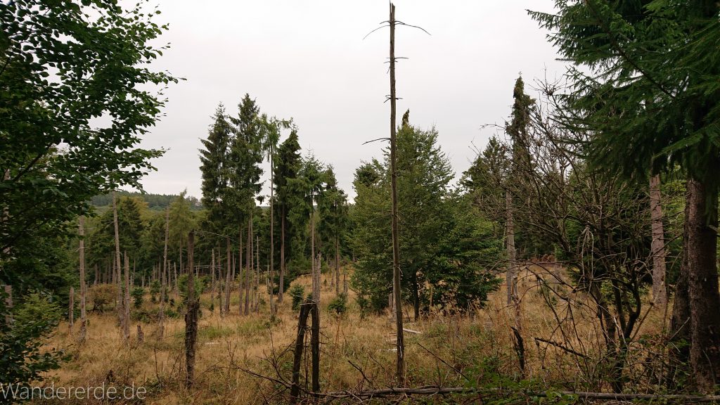Von Frebershausen zum Quernst, zum Elisabetherplatz und zur Wolfsgrube, Wanderweg im schönen Wald im Nationalpark Kellerwald Edersee über naturbelassene Pfade, schöner Wald