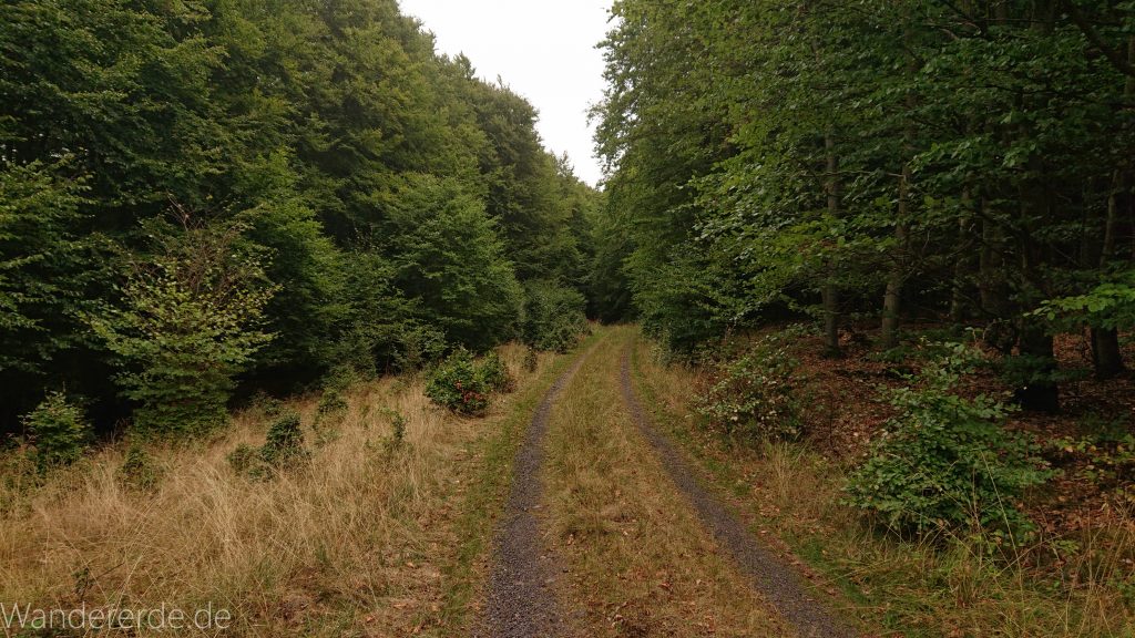 Von Frebershausen zum Quernst, zum Elisabetherplatz und zur Wolfsgrube, Wanderweg im schönen Wald im Nationalpark Kellerwald Edersee über naturbelassene Pfade, schöner Wald