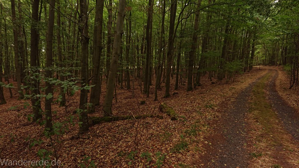 Von Frebershausen zum Quernst, zum Elisabetherplatz und zur Wolfsgrube, Wanderweg im schönen Wald im Nationalpark Kellerwald Edersee über naturbelassene Pfade, schöner Wald