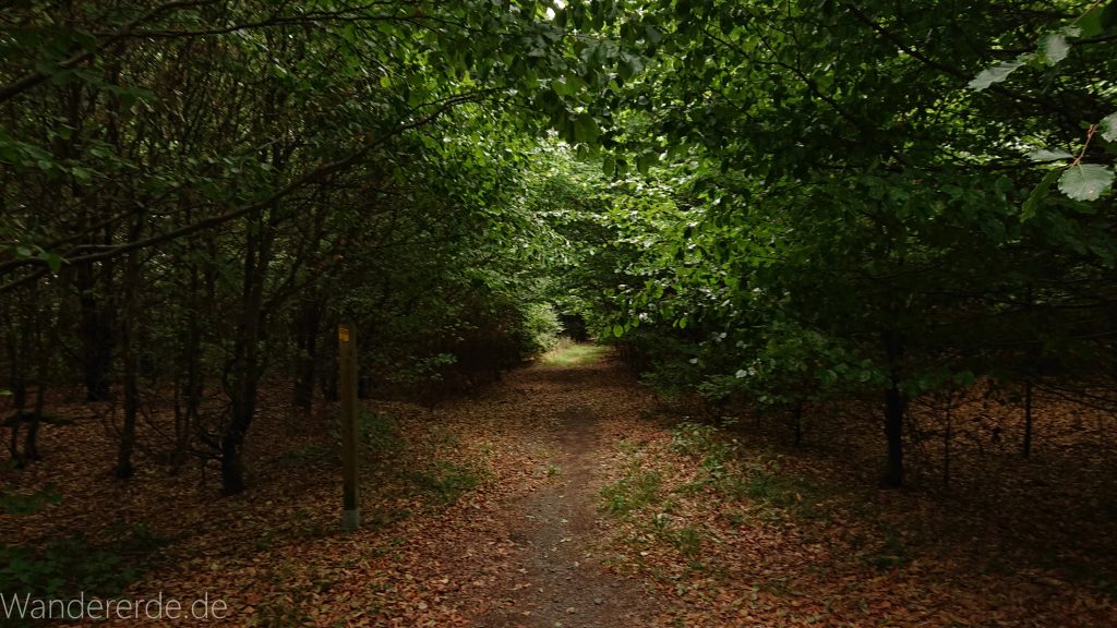 Von Frebershausen zum Quernst, zum Elisabetherplatz und zur Wolfsgrube, Wanderweg im schönen Wald im Nationalpark Kellerwald Edersee über naturbelassene Pfade, schöner Wald