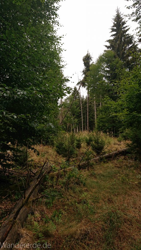 Von Frebershausen zum Quernst, zum Elisabetherplatz und zur Wolfsgrube, Wanderweg im schönen Wald im Nationalpark Kellerwald Edersee über naturbelassene Pfade, schöner Wald