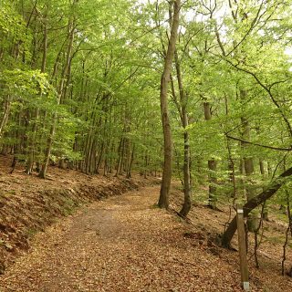 Wanderung bei Asel Süd im Nationalpark Kellerwald Edersee, schöner Wald mit natürlichem Weg