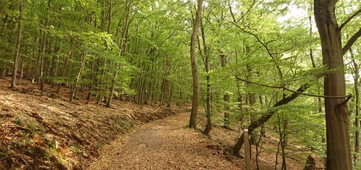 Wanderung bei Asel Süd im Nationalpark Kellerwald Edersee, schöner Wald mit natürlichem Weg