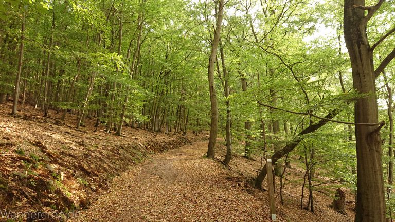 Wanderung bei Asel Süd im Nationalpark Kellerwald Edersee, schöner Wald mit natürlichem Weg