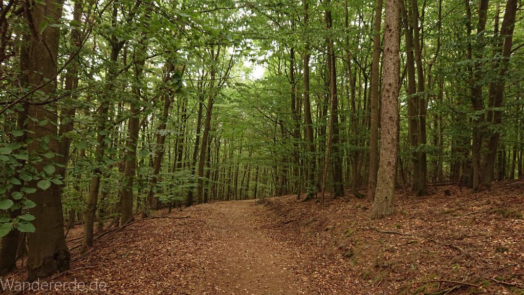 Wanderung bei Asel Süd im Nationalpark Kellerwald Edersee, schöner Wald mit natürlichem Weg