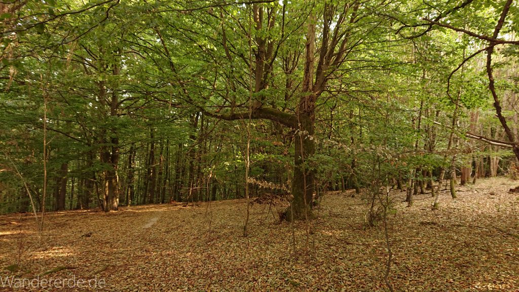 Wanderung bei Asel Süd im Nationalpark Kellerwald Edersee, schöner Wald mit natürlichem Weg