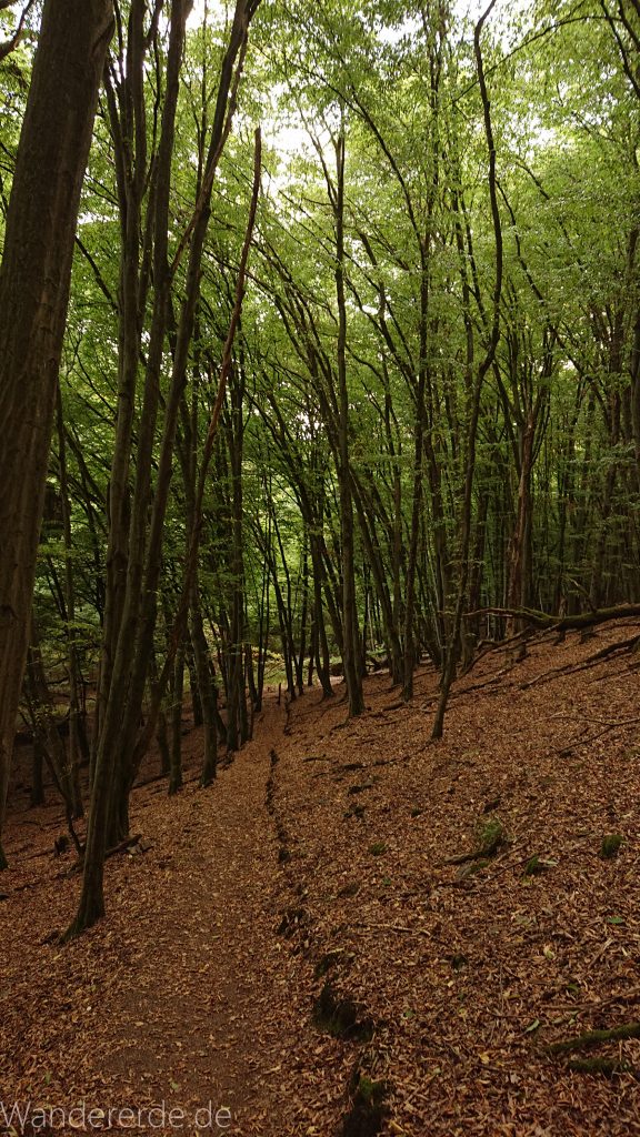 Wanderung bei Asel Süd im Nationalpark Kellerwald Edersee, schöner Wald mit natürlichem Weg
