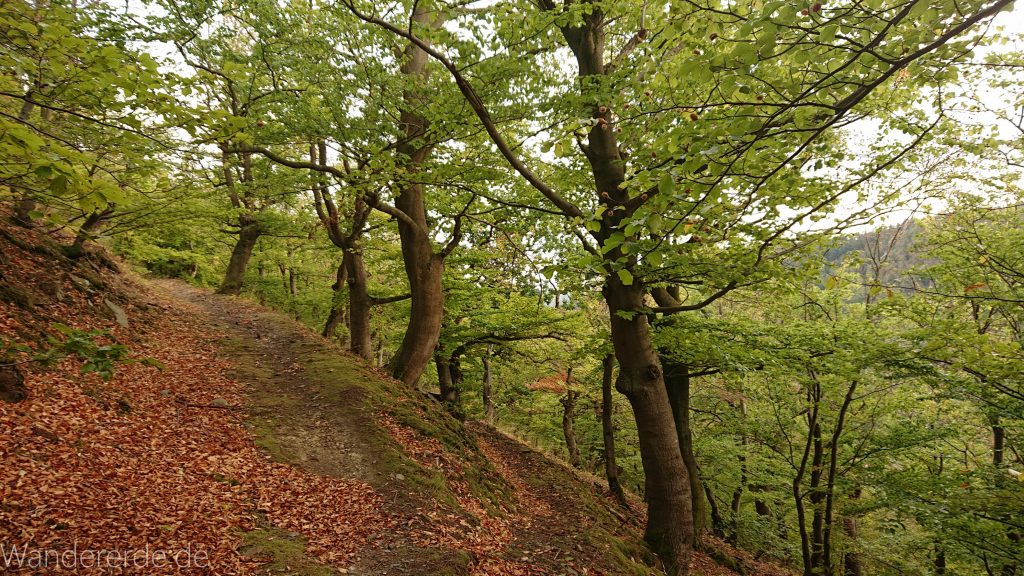 Wanderung um die Mühlecke, lohnenswerte kurze Wanderung über schmalen Pfad, tolle Aussicht, Krüppelbaum, schöne Lichtstimmung, saftig grüner Wald, Rundweg um Mühlecke, kleiner Berg