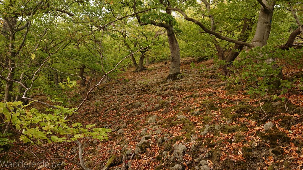 Wanderung um die Mühlecke, lohnenswerte kurze Wanderung über schmalen Pfad, tolle Aussicht, Krüppelbaum, schöne Lichtstimmung, saftig grüner Wald, Rundweg um Mühlecke, kleiner Berg