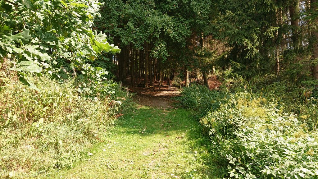 Kahler Asten-Steig, Wanderung auf den Berg Kahler Asten im Sauerland in Nordrhein-Westfalen