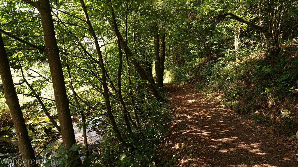 Kahler Asten-Steig, Wanderung auf den Berg Kahler Asten im Sauerland in Nordrhein-Westfalen, Weg durch schönen Wald