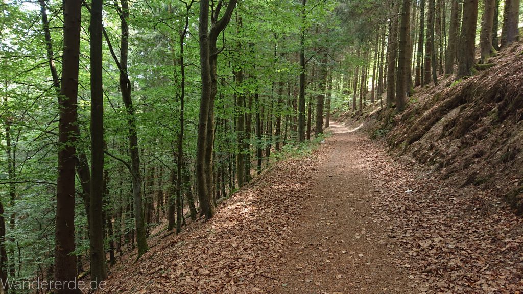 Kahler Asten-Steig, Wanderung auf den Berg Kahler Asten im Sauerland in Nordrhein-Westfalen, Weg durch schönen Wald