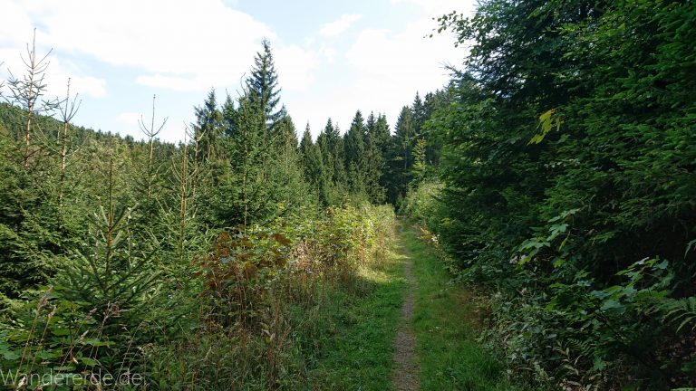 Kahler Asten-Steig, Wanderung auf den Berg Kahler Asten im Sauerland in Nordrhein-Westfalen