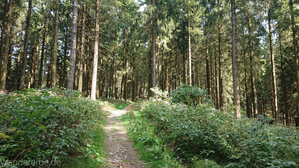 Kahler Asten-Steig, Wanderung auf den Berg Kahler Asten im Sauerland in Nordrhein-Westfalen