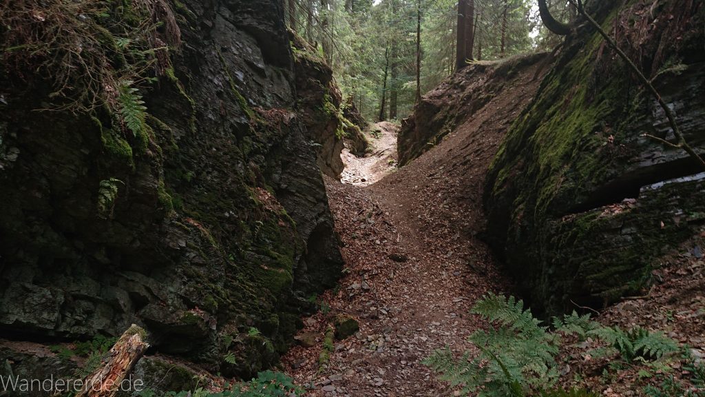 Kahler Asten-Steig, Wanderung auf den Berg Kahler Asten im Sauerland in Nordrhein-Westfalen, Weg durch schönen Wald