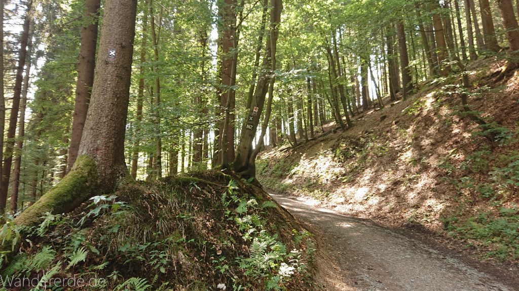 Kahler Asten-Steig, Wanderung auf den Berg Kahler Asten im Sauerland in Nordrhein-Westfalen, Weg durch schönen Wald