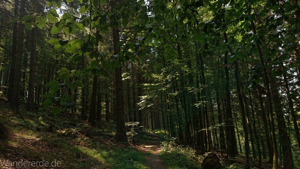 Kahler Asten-Steig, Wanderung auf den Berg Kahler Asten im Sauerland in Nordrhein-Westfalen, Weg durch schönen Wald