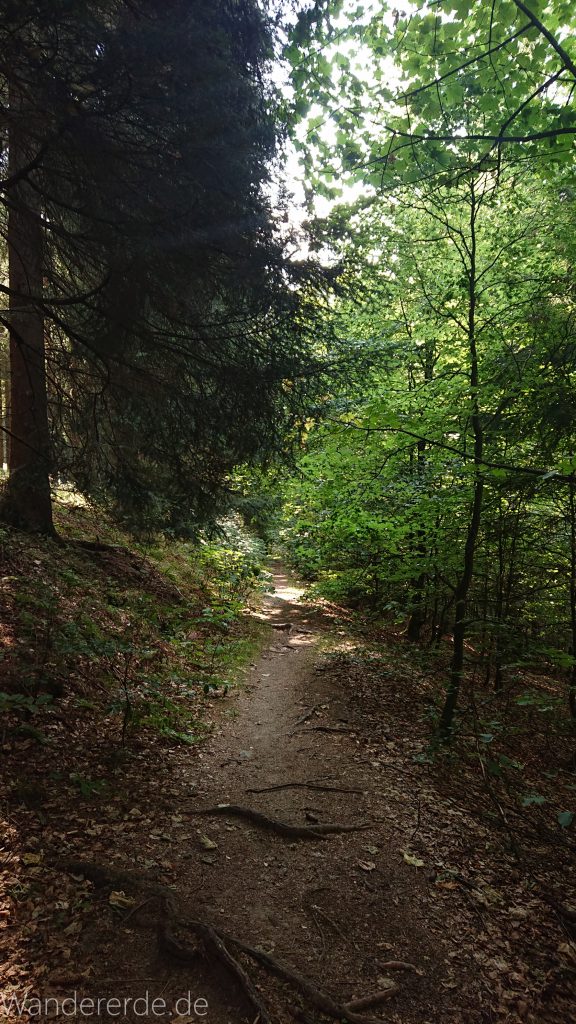 Kahler Asten-Steig, Wanderung auf den Berg Kahler Asten im Sauerland in Nordrhein-Westfalen, Weg durch schönen Wald