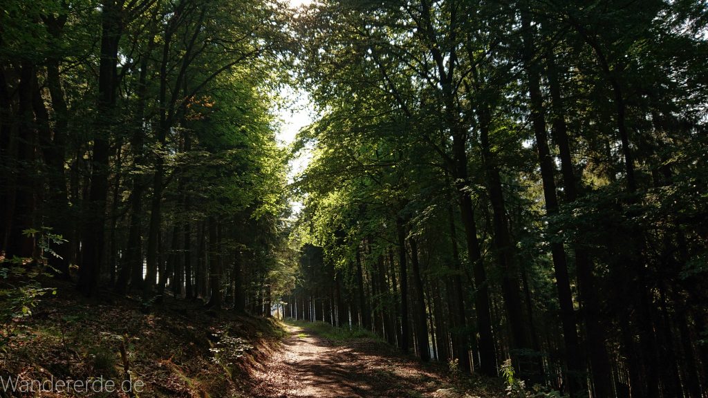 Kahler Asten-Steig, Wanderung auf den Berg Kahler Asten im Sauerland in Nordrhein-Westfalen, Weg durch schönen Wald