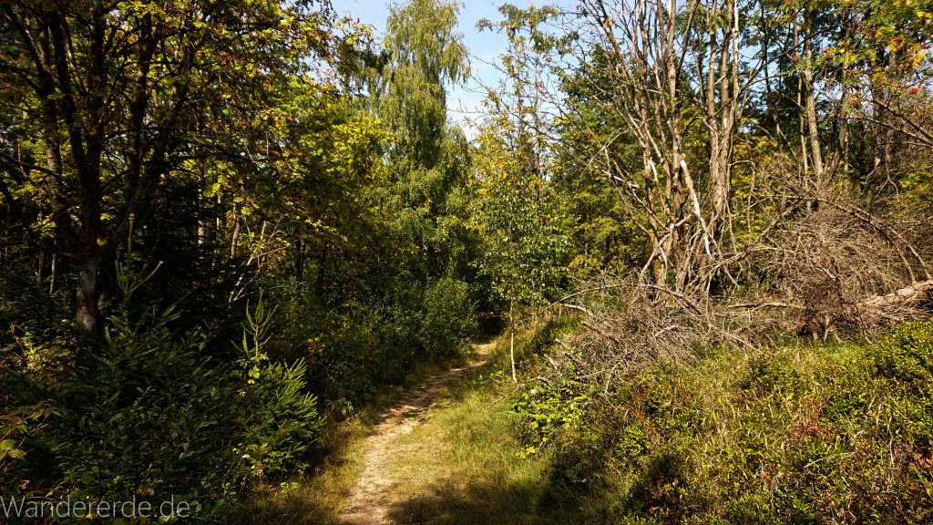Dreibrodesteine Wanderung im Harz bei Sankt Andreasberg