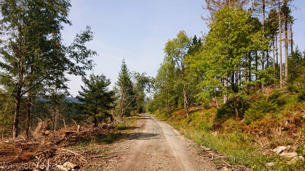 Dreibrodesteine Wanderung im Harz bei Sankt Andreasberg