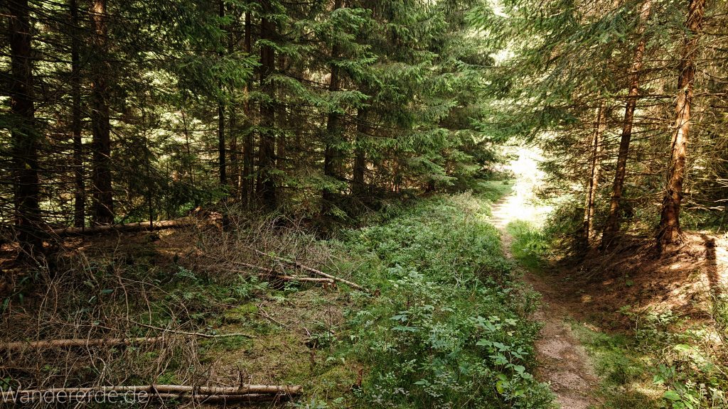 Dreibrodesteine Wanderung im Harz bei Sankt Andreasberg
