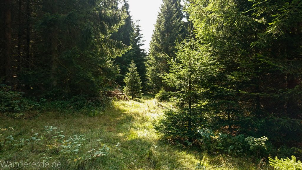 Dreibrodesteine Wanderung im Harz bei Sankt Andreasberg, schöner Wald
