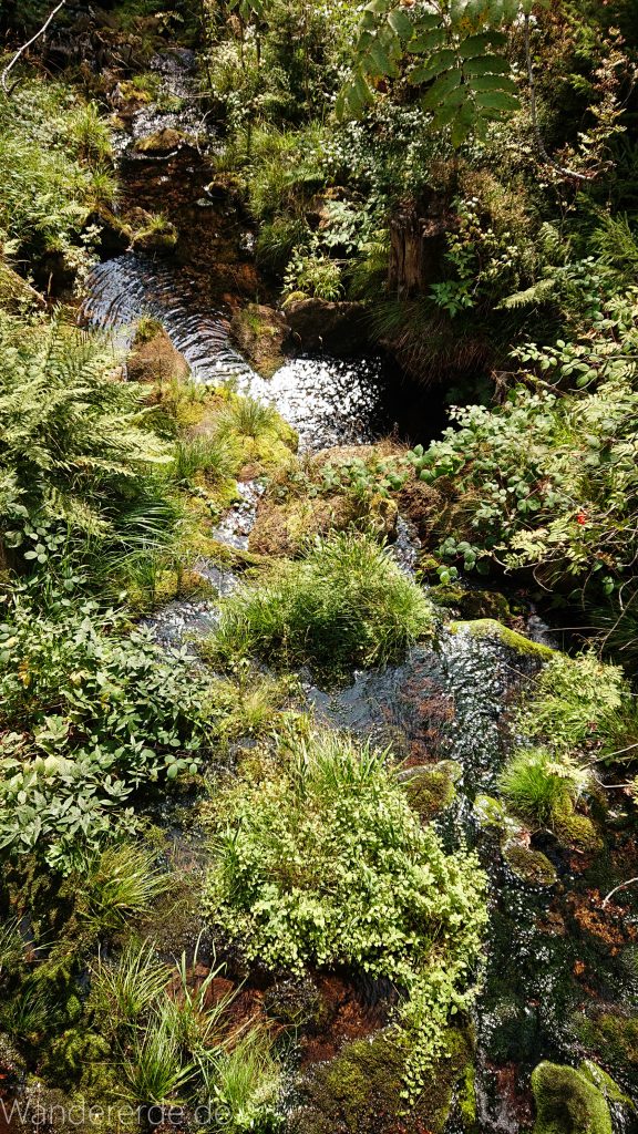 Dreibrodesteine Wanderung im Harz bei Sankt Andreasberg, Weg durch das schöne Siebertal, fließender Fluß Sieber
