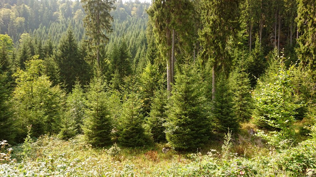 Dreibrodesteine Wanderung im Harz bei Sankt Andreasberg, Weg durch das schöne Siebertal, Nadelbäume