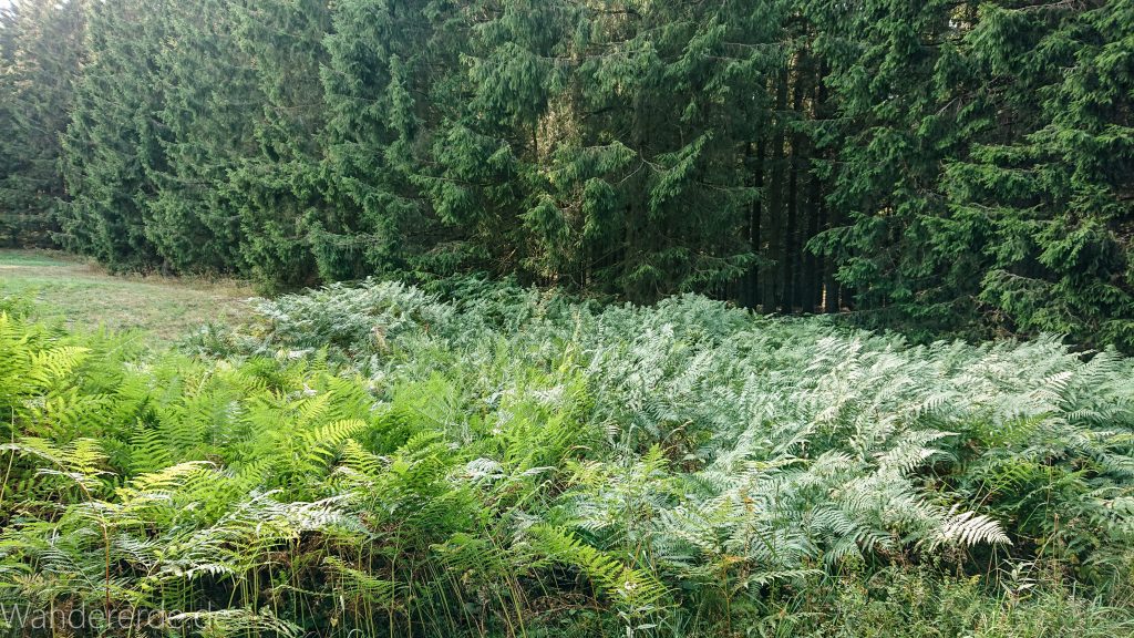 Dreibrodesteine Wanderung im Harz bei Sankt Andreasberg