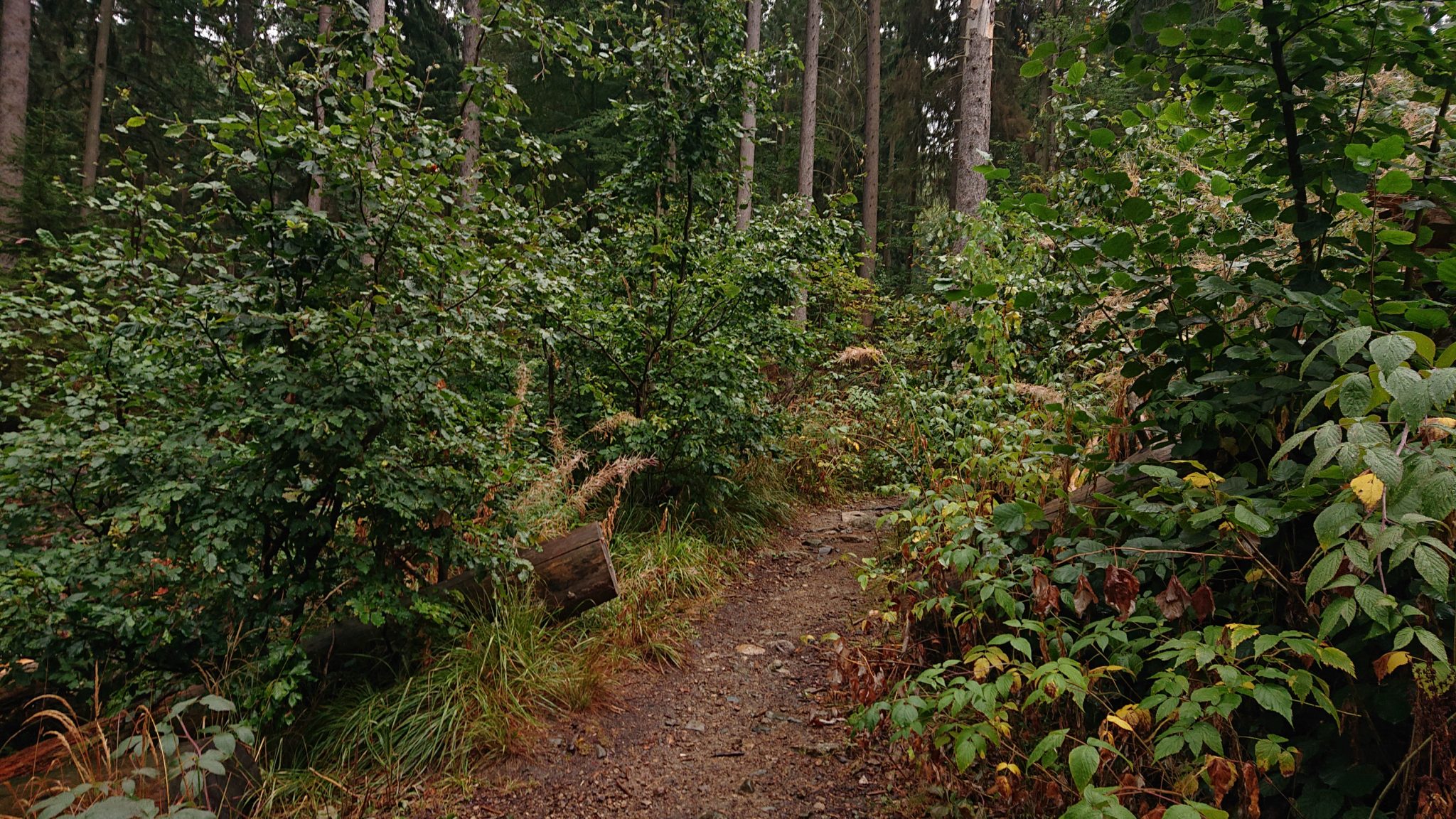 Wanderung Brocken über Heinrich-Heine-Weg Start in Ilsenburg, Nationalpark Harz, schöner Wanderweg im Wald, atmosphärisch, herrliche frische Luft, viele Laubbäume, schmaler Pfad