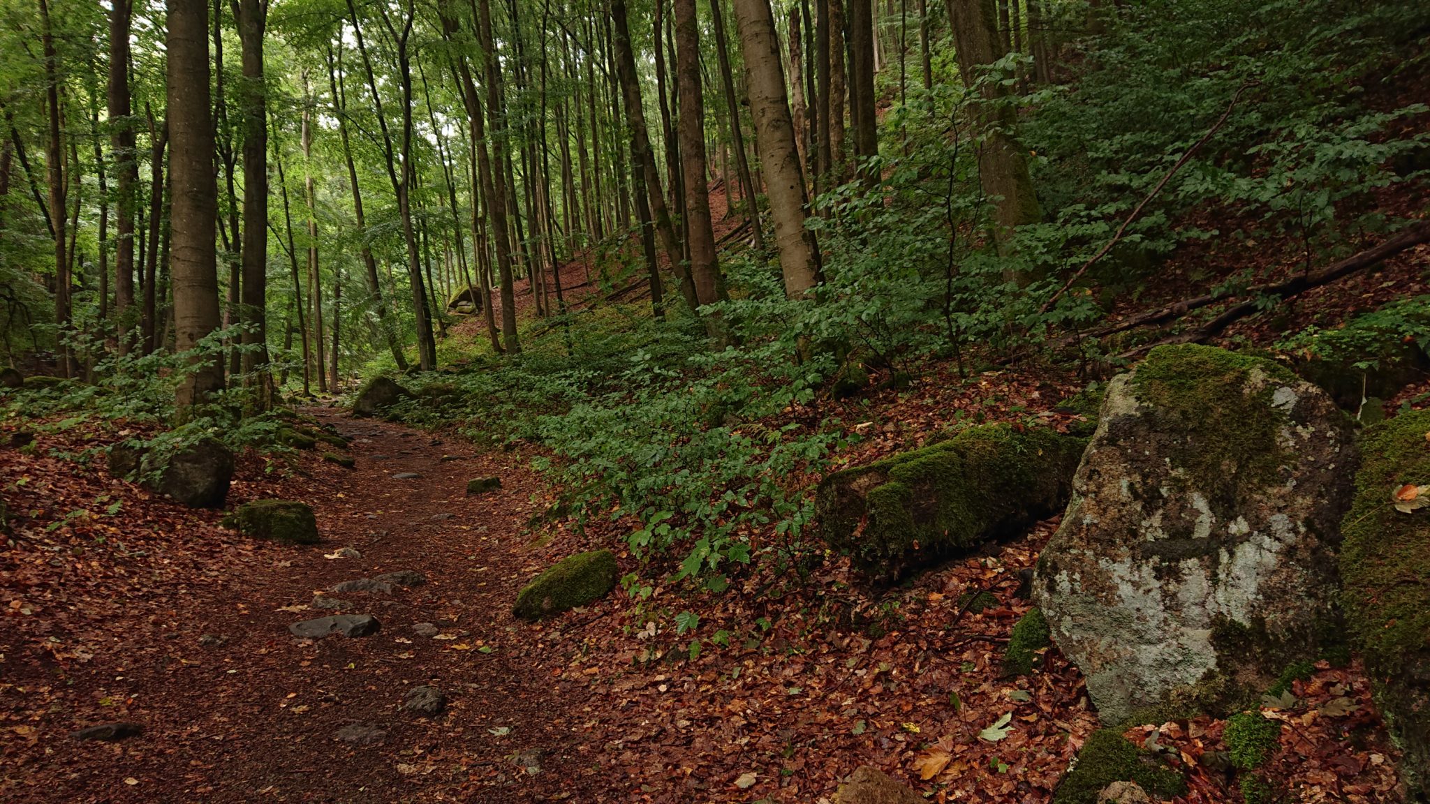 Wanderung Brocken über Heinrich-Heine-Weg, Start in Ilsenburg, Nationalpark Harz, schöner Wanderweg im Wald, atmosphärisch, herrliche frische Luft, viele Laubbäume