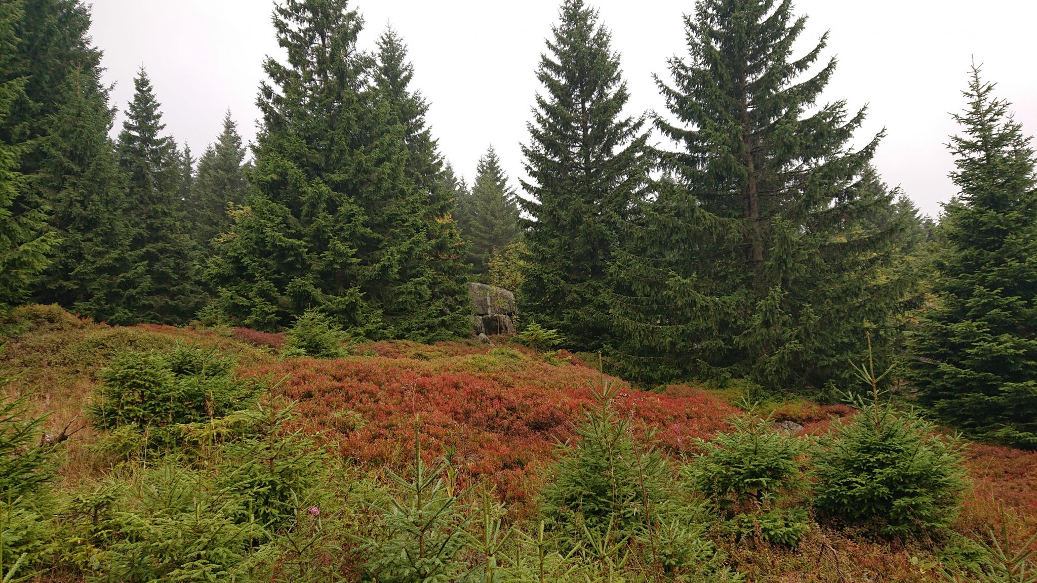 Wanderung Brocken über Heinrich-Heine-Weg, Start in Ilsenburg, Nationalpark Harz, schöner Wanderweg im Wald, atmosphärisch, herrliche frische Luft