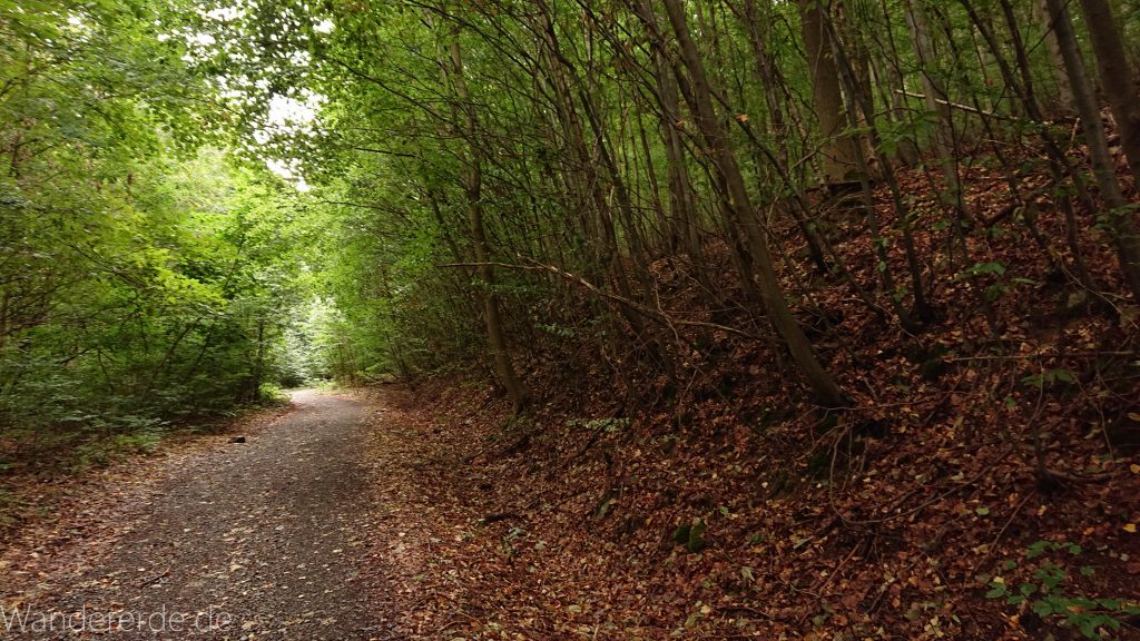 Von Bad Harzburg zur Rabenklippe und durchs Eckertal, Wanderung im Harz in Niedersachsen, schöner Wald