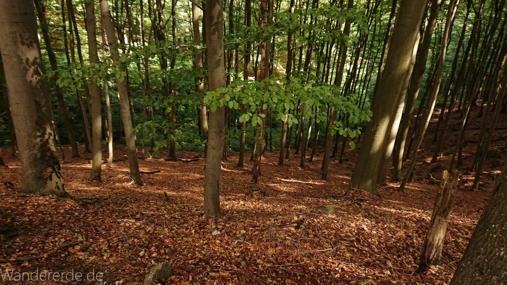 Von Bad Harzburg zur Rabenklippe und durchs Eckertal, Wanderung im Harz in Niedersachsen, schöner Wald
