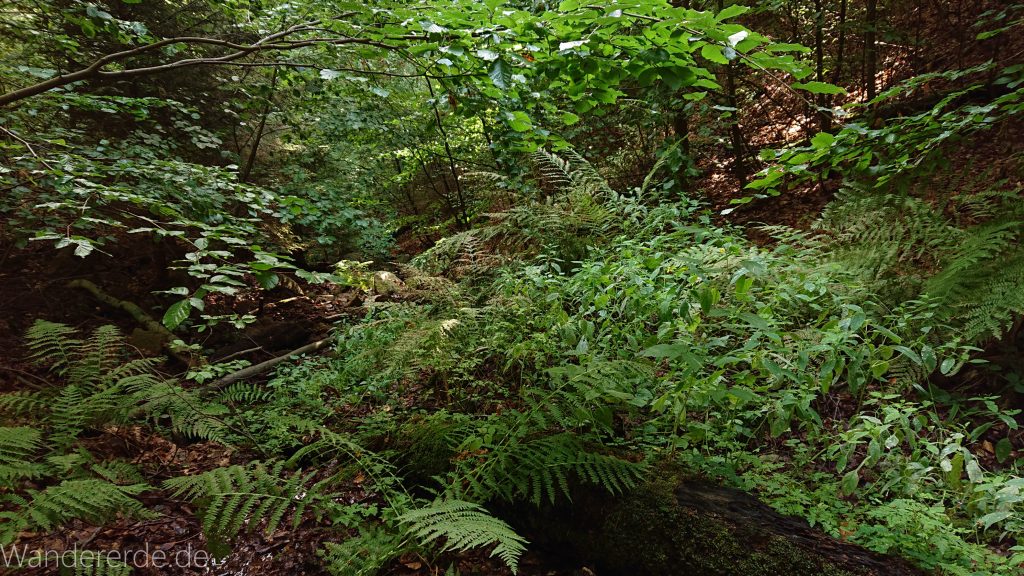 Von Bad Harzburg zur Rabenklippe und durchs Eckertal, Wanderung im Harz in Niedersachsen, grüne Farne