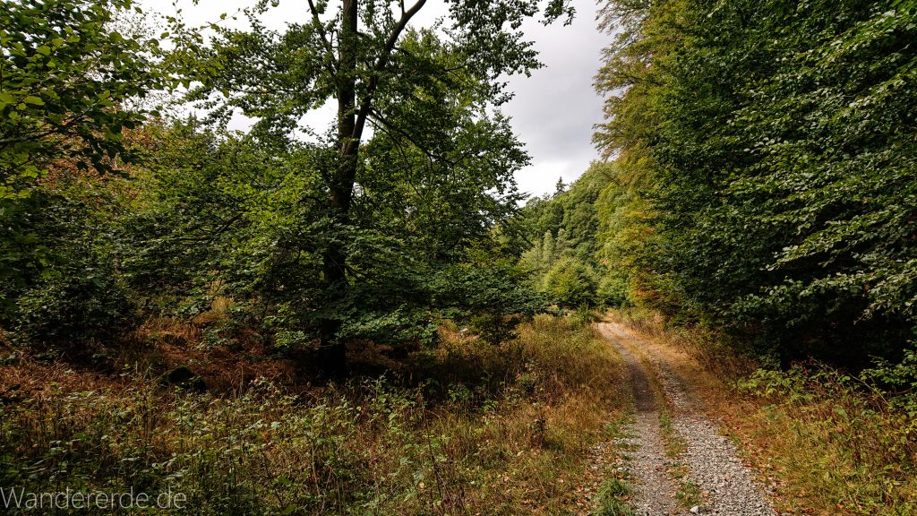 Von Bad Harzburg zur Rabenklippe und durchs Eckertal, Wanderung im Harz in Niedersachsen