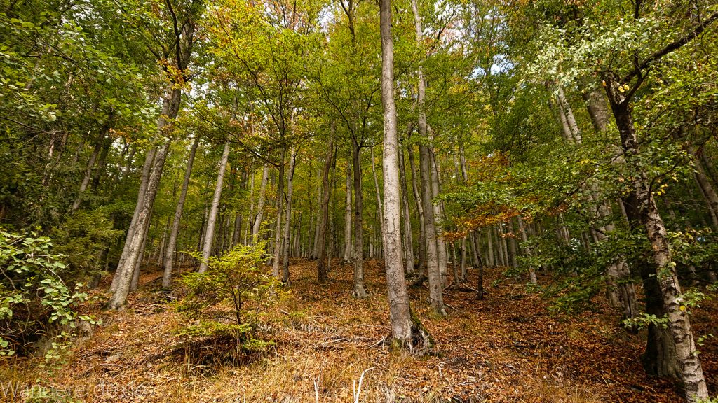 Von Bad Harzburg zur Rabenklippe und durchs Eckertal, Wanderung im Harz in Niedersachsen