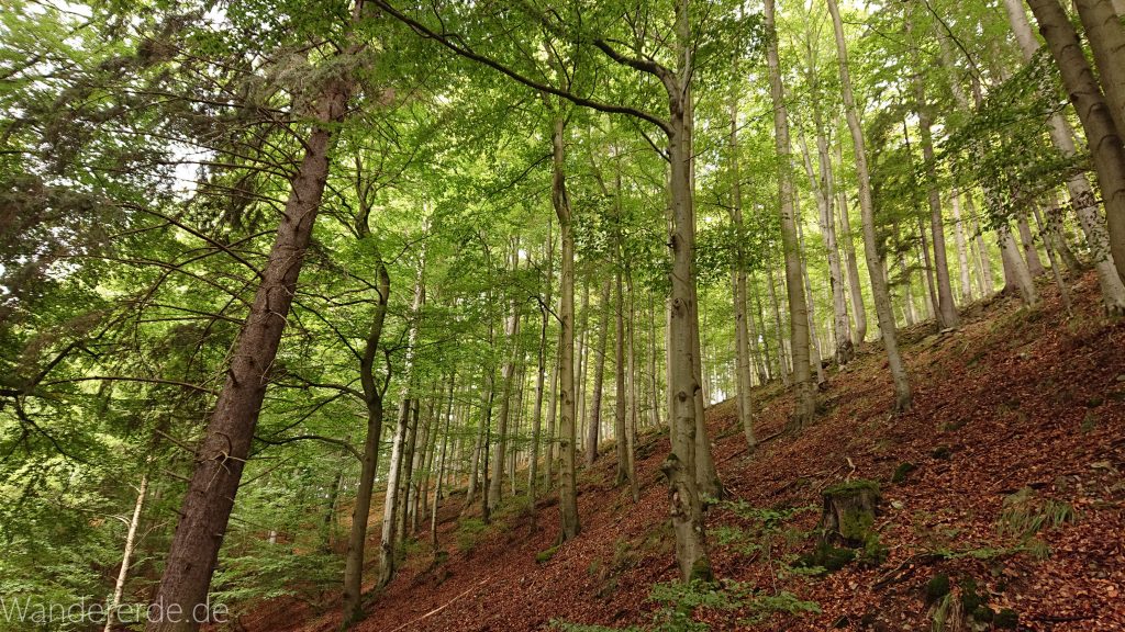 Von Bad Harzburg zur Rabenklippe und durchs Eckertal, Wanderung im Harz in Niedersachsen, schöner Wald