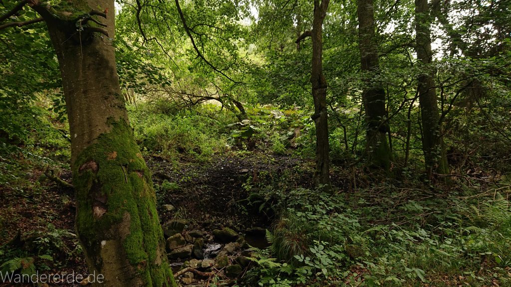 Von Bad Harzburg zur Rabenklippe und durchs Eckertal, Wanderung im Harz in Niedersachsen, im schönen idyllischen Eckertal