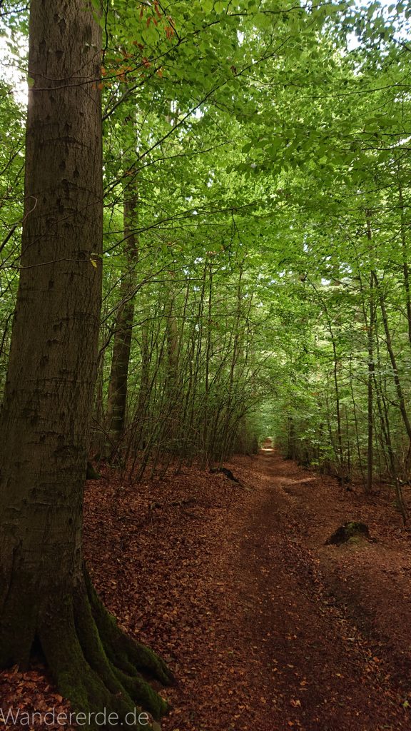 Von Bad Harzburg zur Rabenklippe und durchs Eckertal, Wanderung im Harz in Niedersachsen, schöner Wald